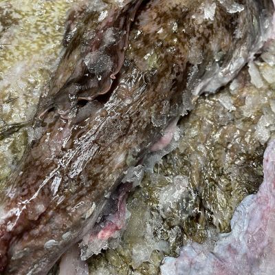 frisch fisch-22
