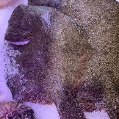 frisch fisch-7